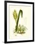 Exotic Flora IV-Vision Studio-Framed Art Print