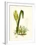 Exotic Flora IV-Vision Studio-Framed Art Print