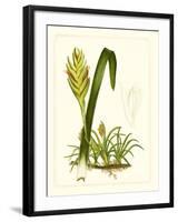 Exotic Flora IV-Vision Studio-Framed Art Print