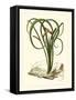 Exotic Flora VI-Vision Studio-Framed Stretched Canvas