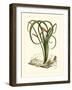 Exotic Flora VI-Vision Studio-Framed Art Print