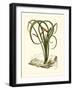 Exotic Flora VI-Vision Studio-Framed Art Print