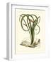 Exotic Flora VI-Vision Studio-Framed Art Print
