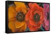 Exotic Flowers II-Patricia Pinto-Framed Stretched Canvas