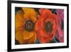 Exotic Flowers II-Patricia Pinto-Framed Art Print