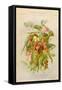 Exotic Flowers Used in Making Perfumes, Including Jasmine, Eucalyptus, Vanilla and Mimosa-null-Framed Stretched Canvas