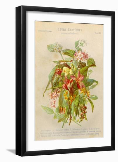 Exotic Flowers Used in Making Perfumes, Including Jasmine, Eucalyptus, Vanilla and Mimosa-null-Framed Art Print