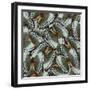 Exotic Grey and Pale Green Background Made of Cambodian Junglequeen Butterflies in the Greatest Des-Super Prin-Framed Photographic Print