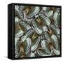 Exotic Grey and Pale Green Background Made of Cambodian Junglequeen Butterflies in the Greatest Des-Super Prin-Framed Stretched Canvas