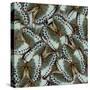 Exotic Grey and Pale Green Background Made of Cambodian Junglequeen Butterflies in the Greatest Des-Super Prin-Stretched Canvas
