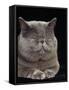 Exotic Grey Cat, Sleeping-Adriano Bacchella-Framed Stretched Canvas