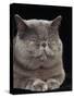 Exotic Grey Cat, Sleeping-Adriano Bacchella-Stretched Canvas