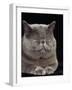 Exotic Grey Cat, Sleeping-Adriano Bacchella-Framed Photographic Print