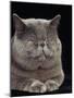 Exotic Grey Cat, Sleeping-Adriano Bacchella-Mounted Photographic Print