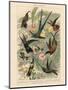 Exotic Humming Birds (Kolibris) - Vintage Bookplate Illustration, 1892-G. Mütrel-Mounted Art Print
