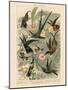 Exotic Humming Birds (Kolibris) - Vintage Bookplate Illustration, 1892-G. Mütrel-Mounted Art Print