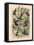 Exotic Humming Birds (Kolibris) - Vintage Bookplate Illustration, 1892-G. Mütrel-Framed Stretched Canvas