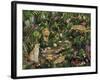 Exotic Jungle-Betty Lou-Framed Giclee Print