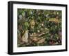 Exotic Jungle-Betty Lou-Framed Giclee Print