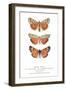 Exotic Moths-null-Framed Art Print