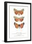 Exotic Moths-null-Framed Art Print