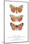 Exotic Moths-null-Mounted Art Print