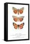 Exotic Moths-null-Framed Stretched Canvas