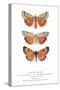 Exotic Moths-null-Stretched Canvas