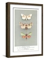 Exotic Moths-null-Framed Art Print