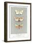 Exotic Moths-null-Framed Art Print