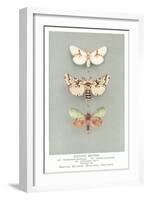 Exotic Moths-null-Framed Art Print