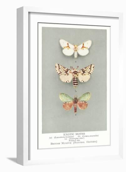 Exotic Moths-null-Framed Art Print