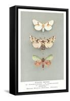 Exotic Moths-null-Framed Stretched Canvas