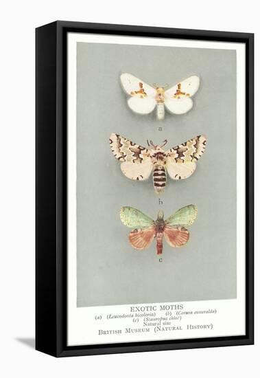Exotic Moths-null-Framed Stretched Canvas