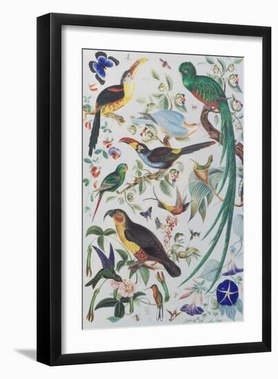Exotic Parrots, c.1850-John James Audubon-Framed Premium Giclee Print