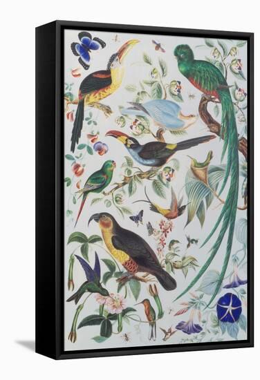 Exotic Parrots, c.1850-John James Audubon-Framed Stretched Canvas