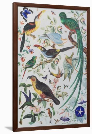 Exotic Parrots, c.1850-John James Audubon-Framed Giclee Print