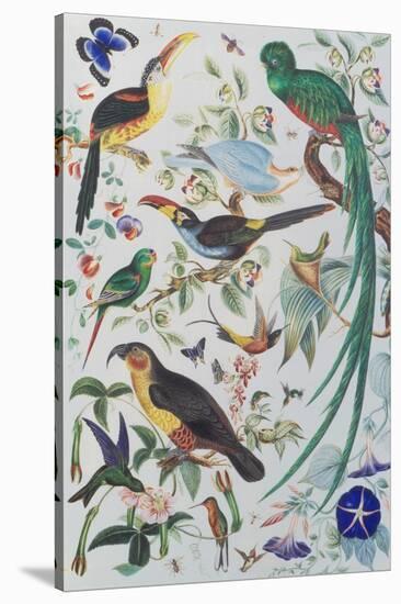 Exotic Parrots, c.1850-John James Audubon-Stretched Canvas