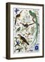 Exotic Parrots-null-Framed Giclee Print