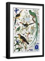 Exotic Parrots-null-Framed Giclee Print