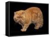 Exotic Red Cat, Portrait-Adriano Bacchella-Framed Stretched Canvas