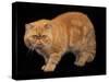 Exotic Red Cat, Portrait-Adriano Bacchella-Stretched Canvas