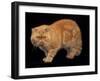 Exotic Red Cat, Portrait-Adriano Bacchella-Framed Photographic Print