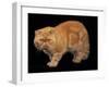 Exotic Red Cat, Portrait-Adriano Bacchella-Framed Photographic Print