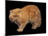 Exotic Red Cat, Portrait-Adriano Bacchella-Mounted Photographic Print