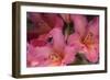 Exotic Rhodies II-Rita Crane-Framed Photographic Print