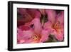 Exotic Rhodies II-Rita Crane-Framed Photographic Print