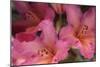 Exotic Rhodies II-Rita Crane-Mounted Photographic Print