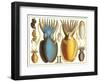 Exotic Squid-null-Framed Art Print