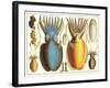 Exotic Squid-null-Framed Art Print